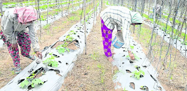 మొక్కమొక్కకూ ఎరువు