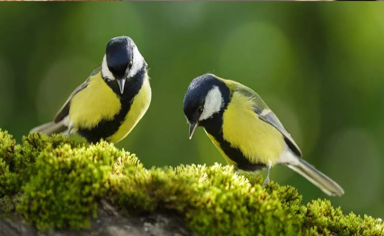 Oxford researchers uncover social clues to bird 'divorce'