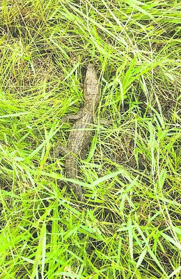 పంట పొలాల్లోకి మొసళ్లు..
