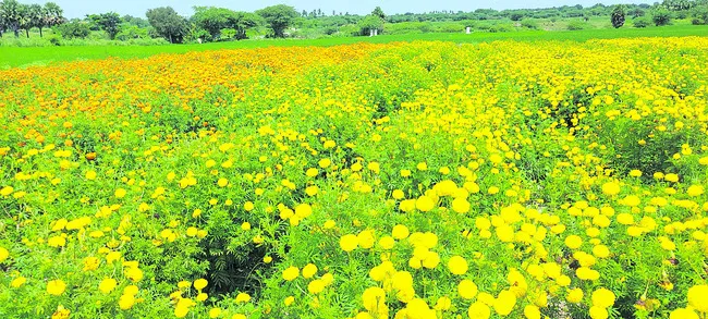 లాభాల