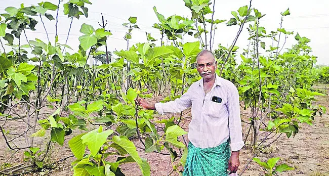 పూర్తిగా సేంద్రియ ఎరువులు వాడకం 