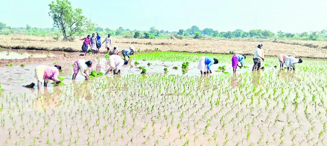 సాగు 