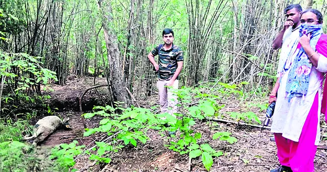 కొత్తగూడ ఏజెన్సీలో పులి సంచారం?