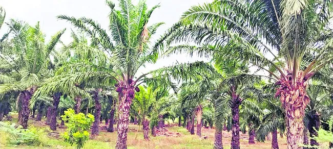 ఆయిల్