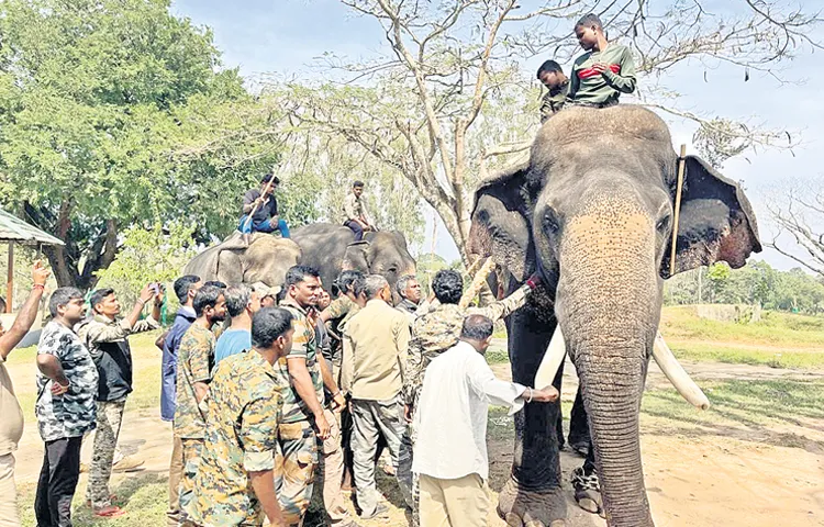 Kunki Elephant Project in Palamaneru Mandal