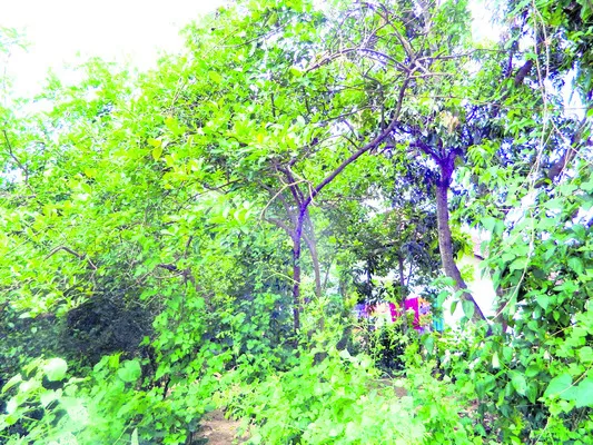 నిమ్మ కేరాఫ్‌ అమ్మపాలెం