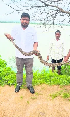 వలకు చిక్కి విలవిల