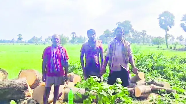 దేవాలయ భూముల్లో చెట్ల నరికివేత!