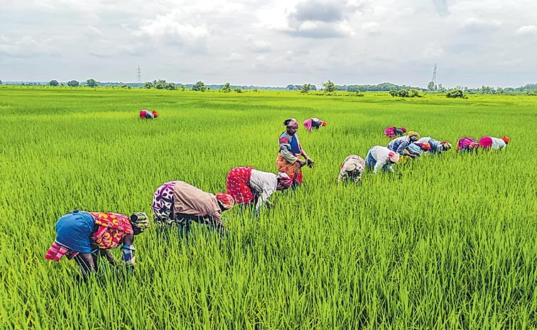 Kharif crop area coverage in India shows strong growth in rice and maize