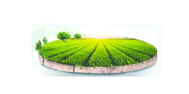 ఆశాజనకంగా వరి సాగు 