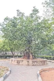 Two banyan trees were revived after being moved translocation method4