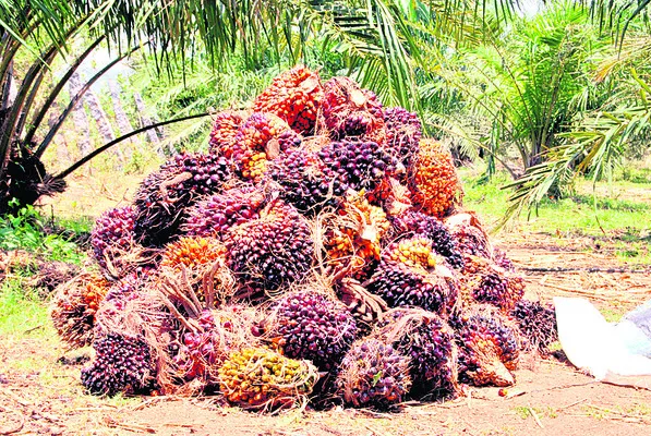 ఆయిల్ఫెడ్ రికార్డ్!