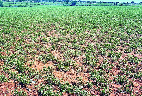 బాబు సర్కారులో ‘బీమా’య