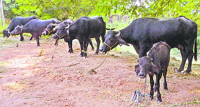 గాలికుంటు.. తరిమికొట్టు