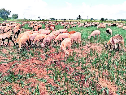 ● కష్టమంతా జీవాలకు మేత!