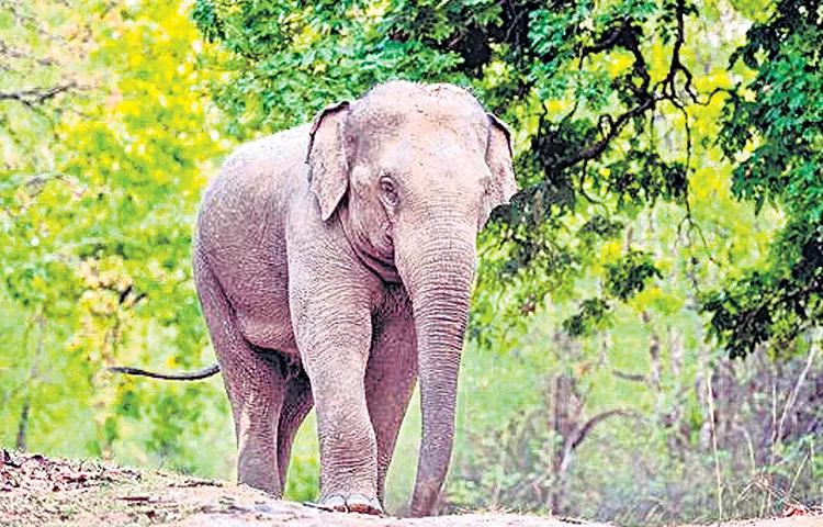 Mating season for elephants is from October to January