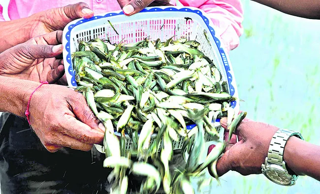 చెరువుకు చేరని చేప
