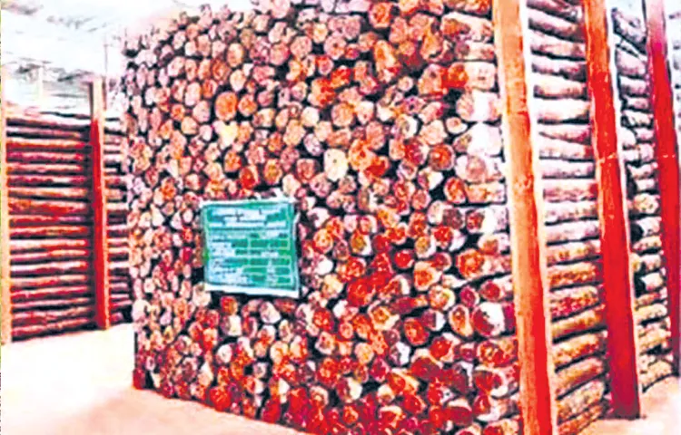 State government has decided to sell the stock of red sandalwood