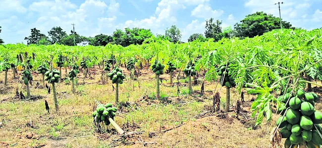 పంట మ