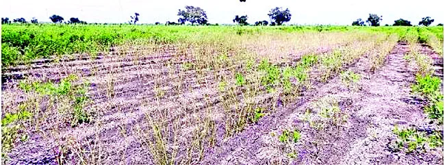 కంది పంటకు సీడీ వ్యాధి