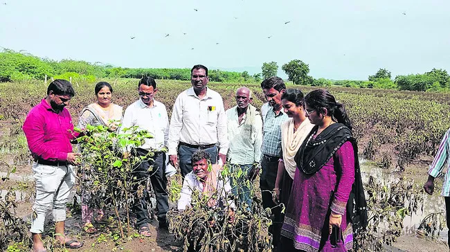 4,654 ఎకరాల్లో పంటలకు నష్టం