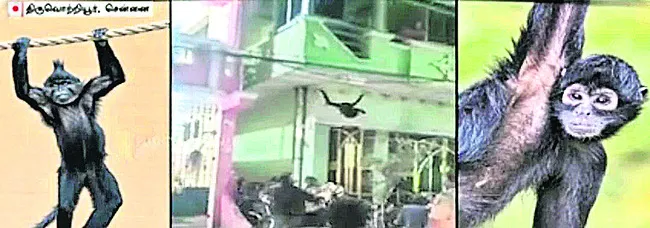 Spider monkey