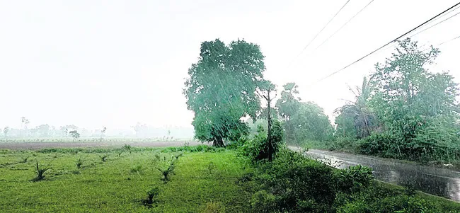 మన్యంలో ప్రకృతి సేద్యం
