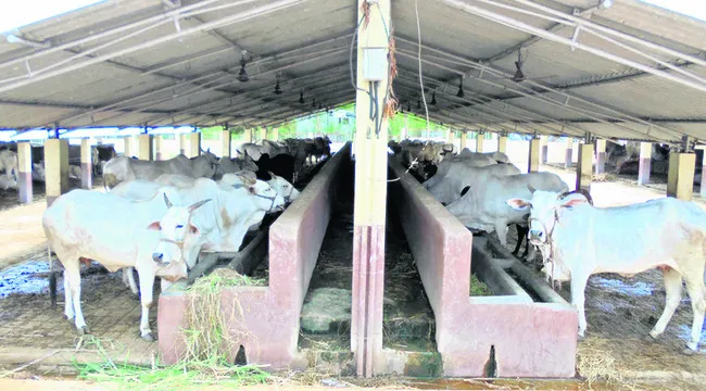 పశువు