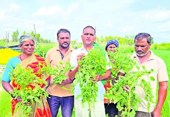 టమాటా రైతులకు పరిహారం అందించాలి 