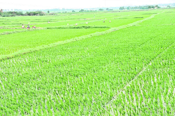 ఉమ్మడి జిల్లాలో గణనీయంగా పెరిగిన సాగు విస్తీర్ణం 