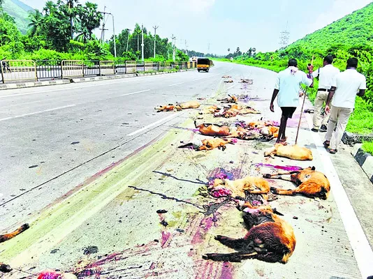 గొర్రెల మందపైకి దూసుకొచ్చిన ట్రాలర్‌