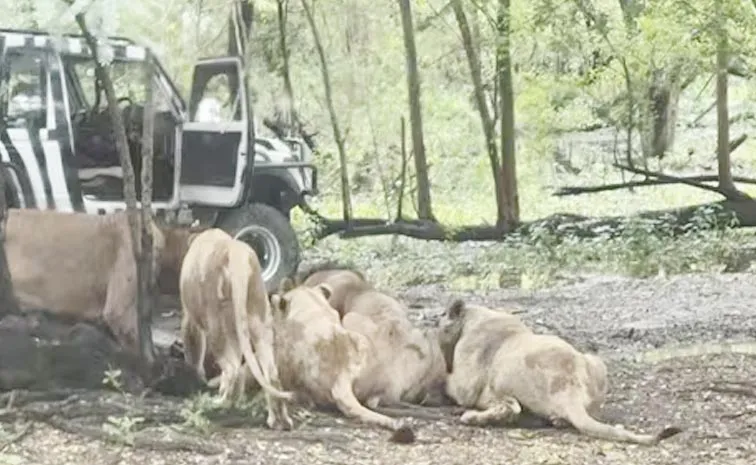 Bangkok Zoo Keeper Mauled By Lions Video Viral