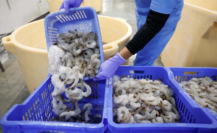 US tariff hit India prawn shrimp export industry