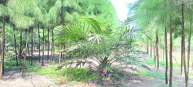 సాగు 