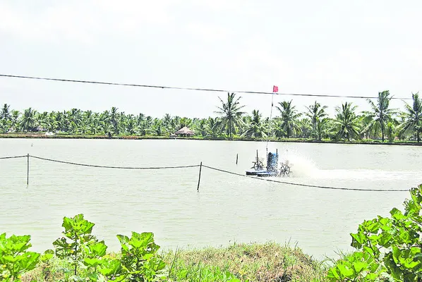 వనామీ సాగు