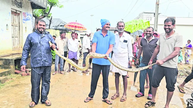 కొండ చిలువ పట్టివేత