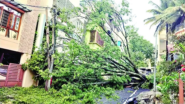 చెట్లు కూలి ట్రాఫిక్ ఇబ్బందులు