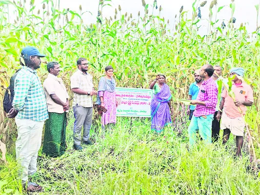 యాజమాన్య పద్ధతులు పాటిస్తే అధిక దిగుబడి