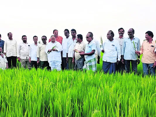 నిండా ముంచిన కల్తీ విత్తనాలు?