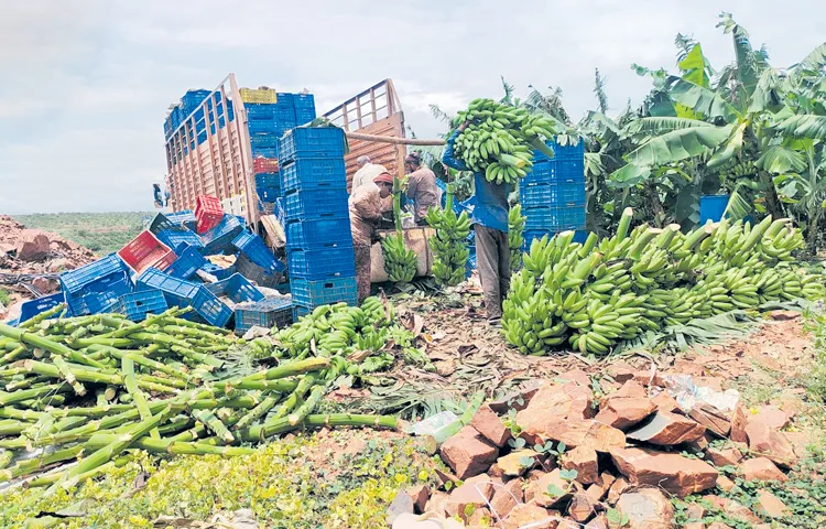 Banana farmers have been suffering severely due to lack of prices for a year