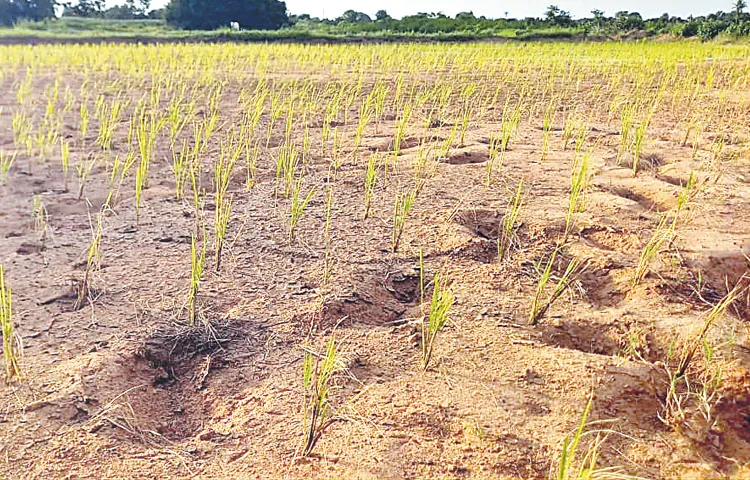 Impact of urea shortage on monsoon crops