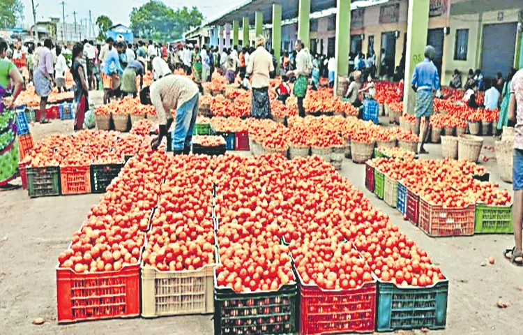 Tomato and onion prices fall sharply
