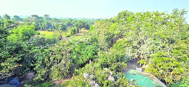 పక్షు