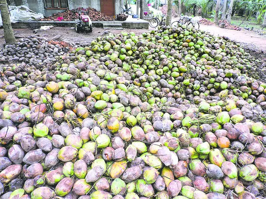 కొబ్బరి మరింత ప్రియం