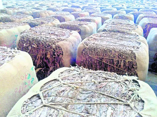 వర్జీనియా అధరహో 