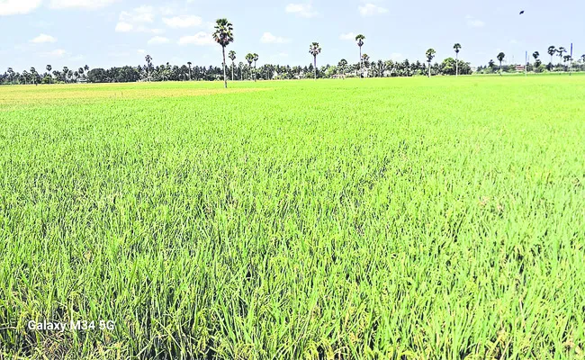 వరిదొడుకులు తప్పేనా?