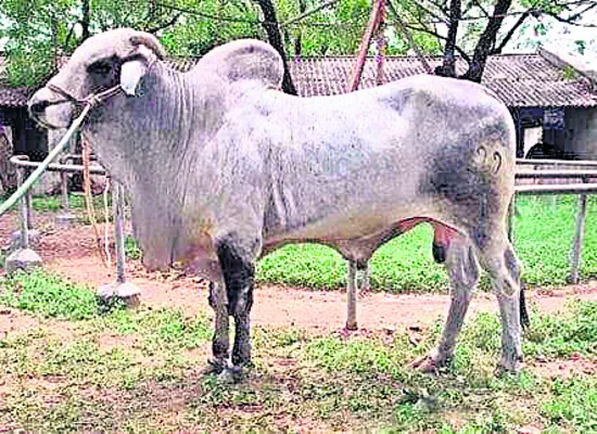 రంకేస