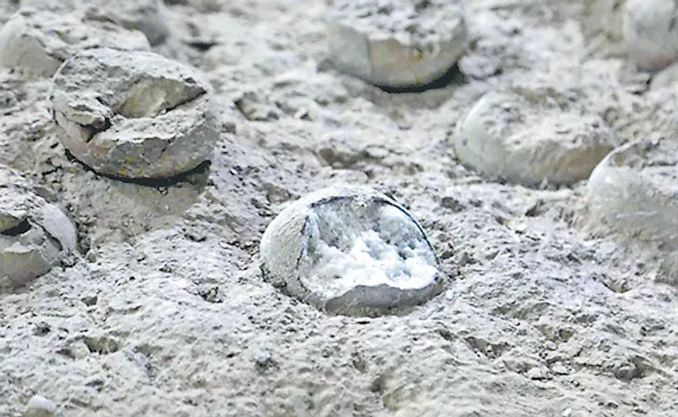 85 million year old dinosaur eggs unearthed in China