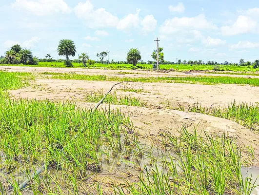 తేలిన పంట నష్టం లెక్క