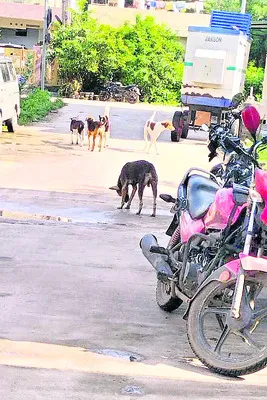 వెంటాడుతున్న వీధికుక్కలు
